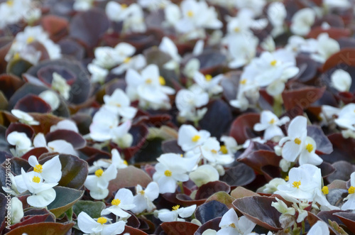 White Begonia cucullata also known as wax begonia and clubed begonia photo