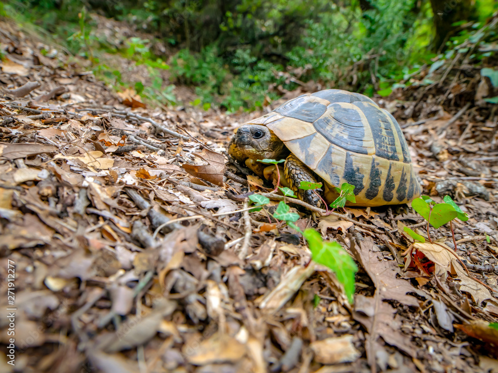 Single Tortoise in natural environment in autumn in Meteora forest, Greece, Single Tortoise in natural environment in autumn in Meteora forest, Greece,