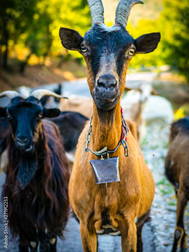 Goats in Albania lookig like road gangsters teams :D