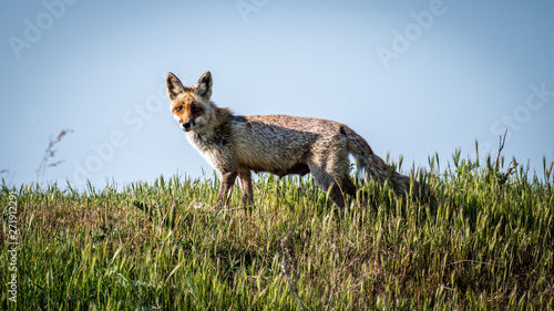 Isolated single beautiful mature female red fox in the wild- Danube Delta Romania