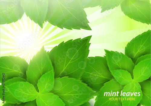 Fresh mint in the bright rays of the sun. Menthol is a healthy scent. Herbal natural plant. Green mint leaves.