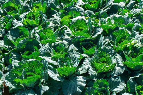 rows of fresh green Cabbage farm at Phu Thap Buek,Phetchabun province of Thailand. photo