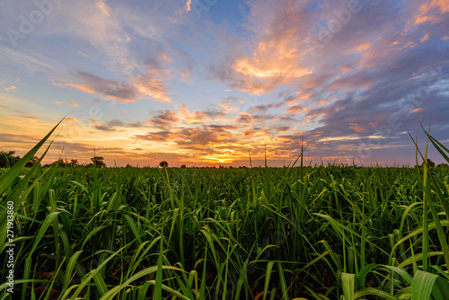 Fresh sugarcane field with nice sky in sunset time