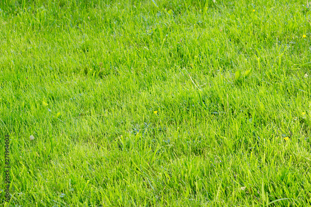 small yellow flower buttercup in the middle of a field of green grass after mowing the lawn. Gatchina, Russia. small yellow flower buttercup in the middle of a field of green grass after mowing the lawn. Gatchina, Russia.
