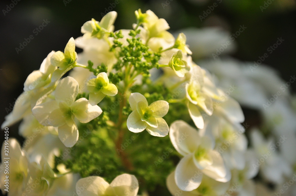 鎌倉の紫陽花の季節 鎌倉の紫陽花の季節