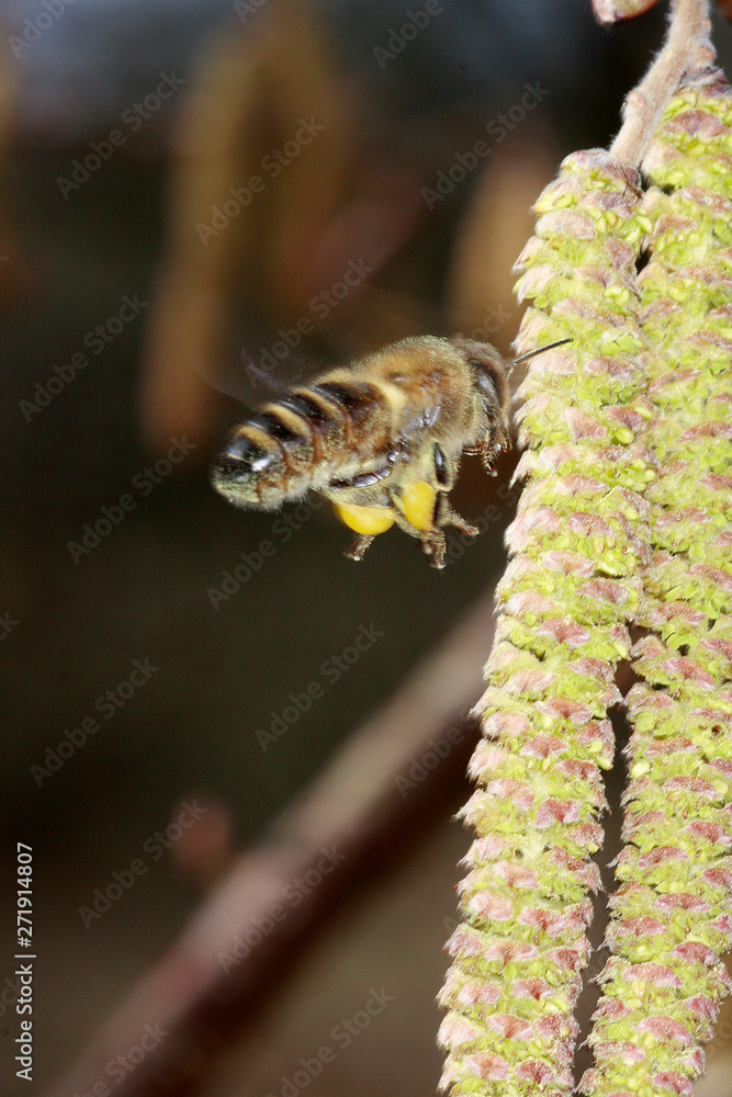 Fototapeta premium Hazelnut, Corylus avellana, Germany