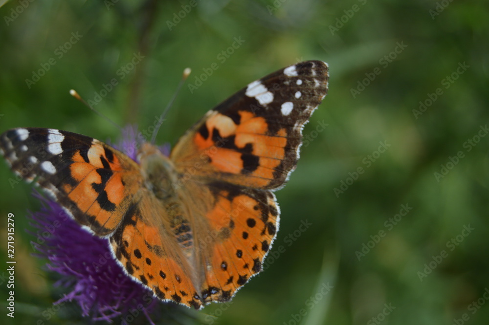 Portrait Of Orange And Black Butterfly On A Purple Flower In The Mountains Of Galicia. Fence Of Valleys. Pine Forests. Meadows And Forests Of Eucalyptus In Rebedul. August 3, 2013, Nature. Portrait Of Orange And Black Butterfly On A Purple Flower In The Mountains Of Galicia. Fence Of Valleys. Pine Forests. Meadows And Forests Of Eucalyptus In Rebedul. August 3, 2013, Nature.