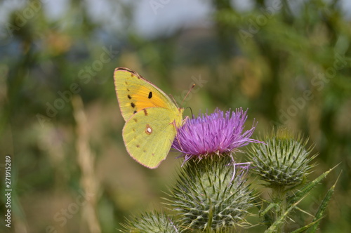 Portrait Of Yellow  Butterfly On A Purple Flower In The Mountains Of Galicia. Fence Of Valleys. Pine Forests. Meadows And Forests Of Eucalyptus In Rebedul. August 3, 2013, Spain. Nature. © Raul H