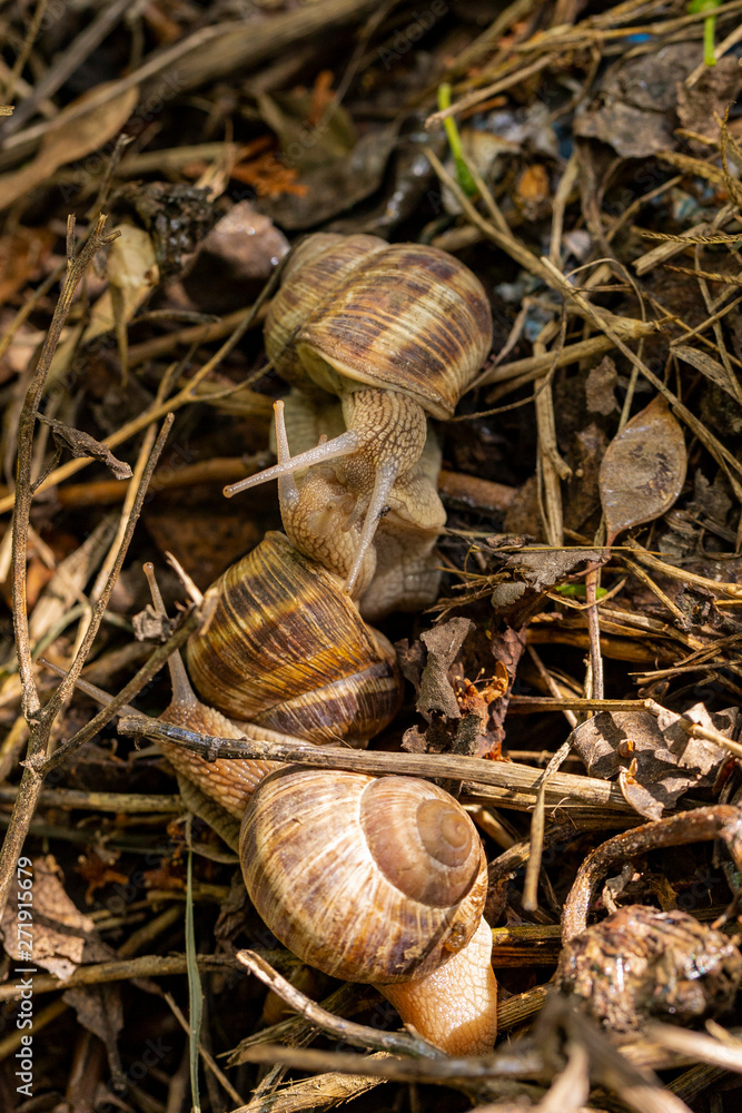 Helix pomatia, Roman - Burgundy snail, escargot, is a species of large, edible, air-breathing land snail, a gastropod terrestrial mollusc in the family Helicidae. Amorous courtship hermaphrodites. Helix pomatia, Roman - Burgundy snail, escargot, is a species of large, edible, air-breathing land snail, a gastropod terrestrial mollusc in the family Helicidae. Amorous courtship hermaphrodites.
