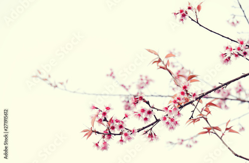 Soft focus Cherry Blossom or Sakura flower on nature background © applezoomzoom
