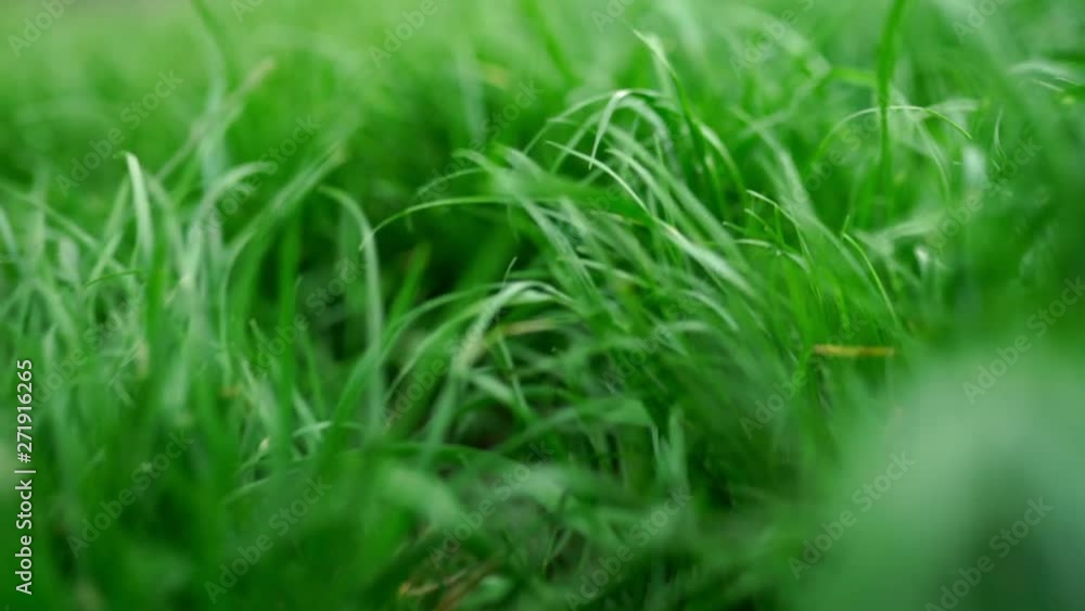 Beautiful green lush grass background. Close up view Beautiful green lush grass background. Close up view