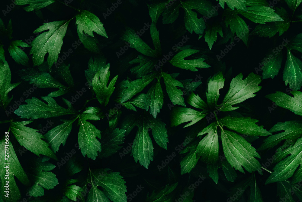 Bright green leaves top view minimalistic background. Floral backdrop concept. Flower petals close up. Floristry hobby. Web banner, greeting card idea Bright green leaves top view minimalistic background. Floral backdrop concept. Flower petals close up. Floristry hobby. Web banner, greeting card idea