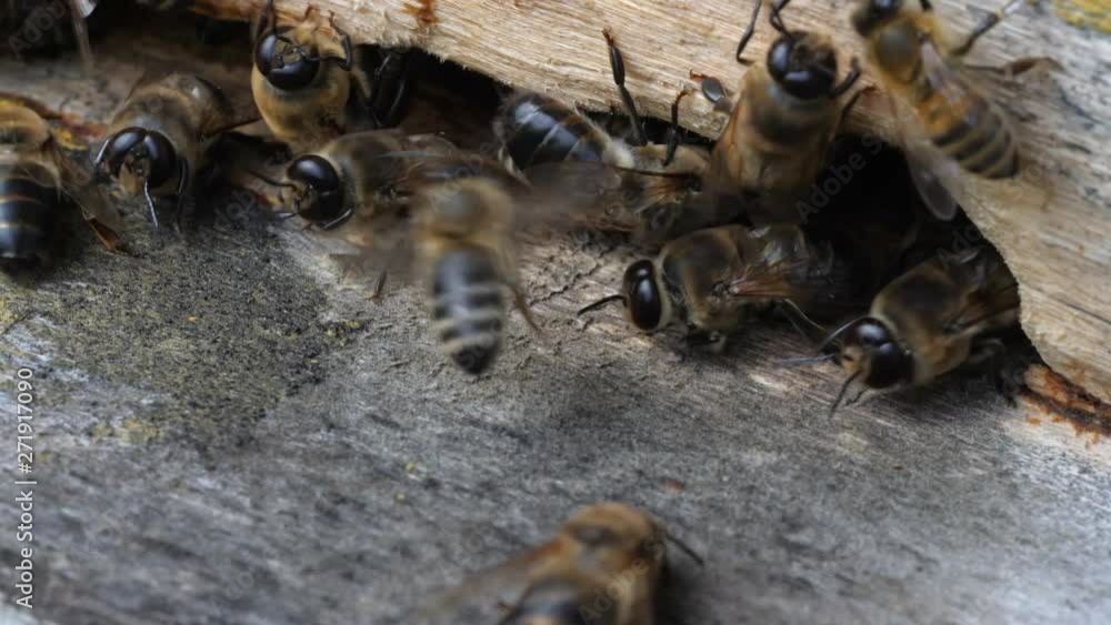 Insects are at entrance to hive.Swarm of bees circle around hive.Apiary,beekeeping,collective work concept bee agriculture.Macro. Insects are at entrance to hive.Swarm of bees circle around hive.Apiary,beekeeping,collective work concept bee agriculture.Macro.