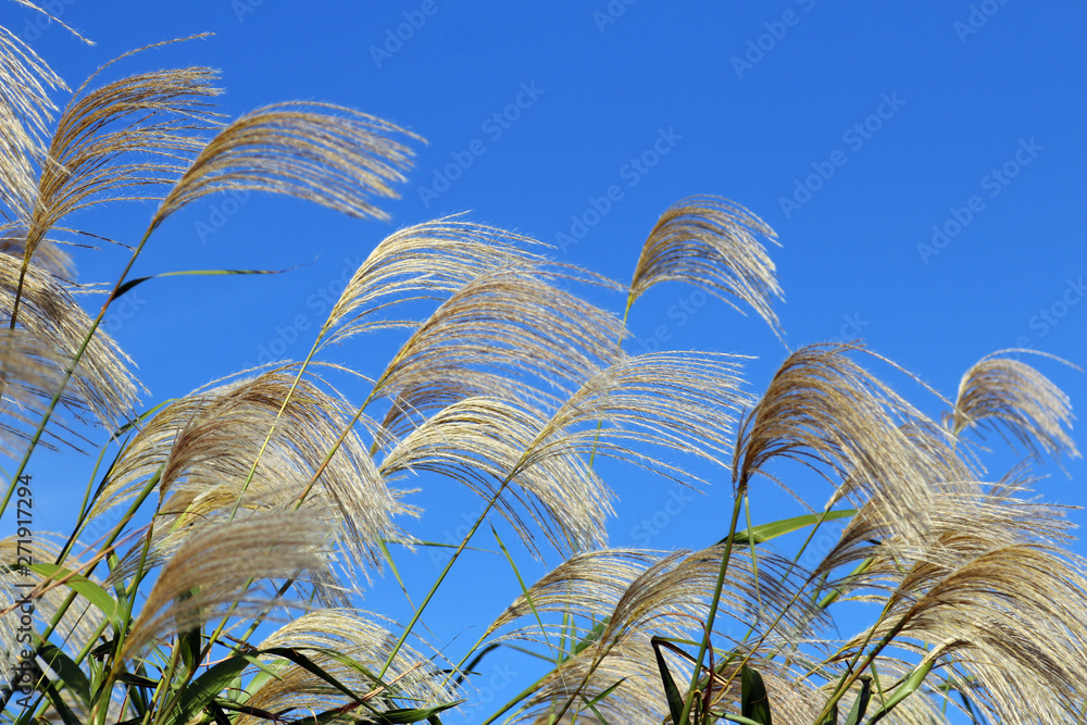 ススキ すすき 薄 芒 ススキの穂 十五夜 Stock Photo Adobe Stock ススキ すすき 薄 芒 ススキの穂 十五夜 Stock Photo Adobe Stock