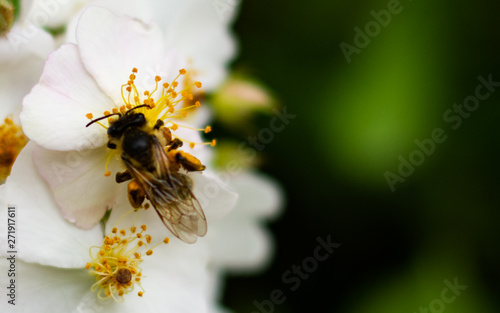 bee on flower