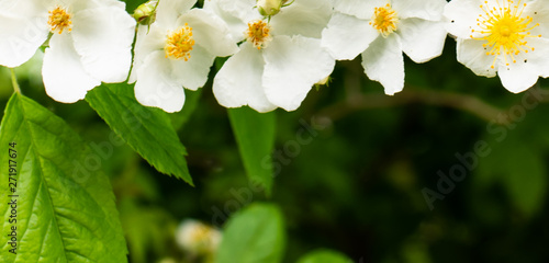 white flowers of a tree