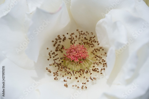 Macro photo of white rose. Close up photo of white rose