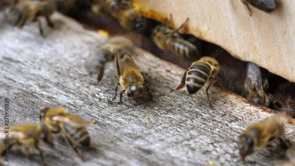Insects are at entrance to hive.Swarm of bees circle around hive.Apiary,beekeeping,collective work concept bee agriculture.Macro. Insects are at entrance to hive.Swarm of bees circle around hive.Apiary,beekeeping,collective work concept bee agriculture.Macro.