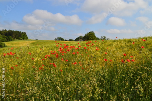 Anfang Sommer. Mohnblumen auf den Kornfeldern