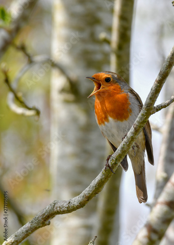 robin calling © David