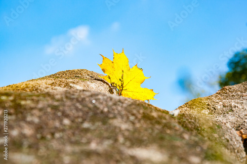 Shiny yellow maple leaf on clear blue sky background. Transparent leaf on top of old rock. Fall season mood. Landscape of Sofiyivka national park in Uman Ukraine. Autumn scene in Sofievka Uman park  photo