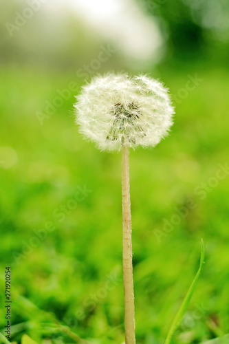 Lonely white fluffy blowball on a blurred green summer background. Vertical frame