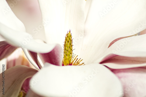 Blossom