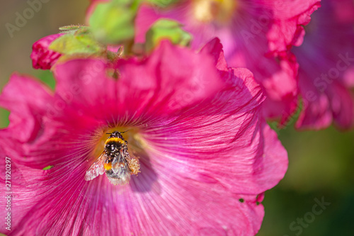 Fototapeta Naklejka Na Ścianę i Meble -  Beautiful close-up of a bee covered with pollen from a colorful flower with morning dew on the petals taken with shallow depth of field.
