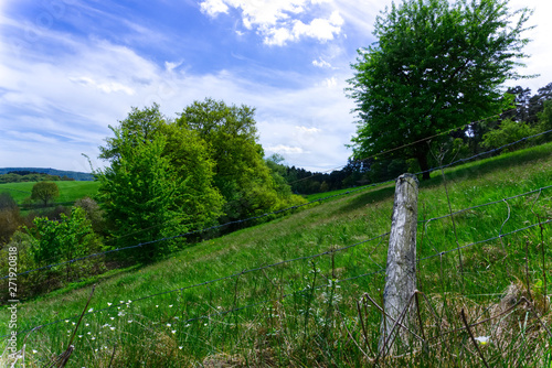 Meadow 3