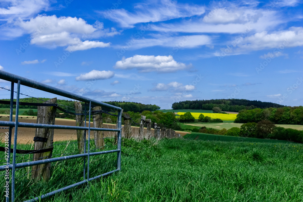 Fototapeta premium Meadow 2