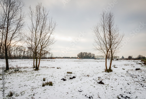 Bare trees in a snowy landscape
