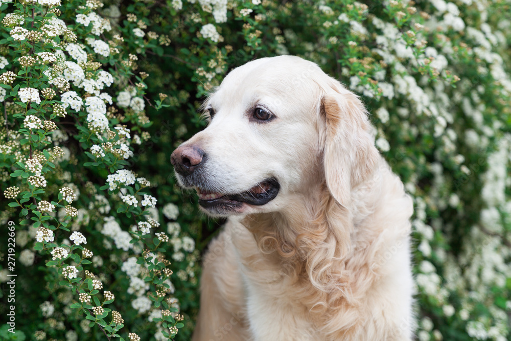 Happy lovely young golden retriever dog. Happy lovely young golden retriever dog.