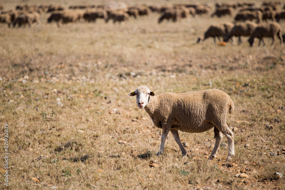 Obraz premium Moutons dans la prairie