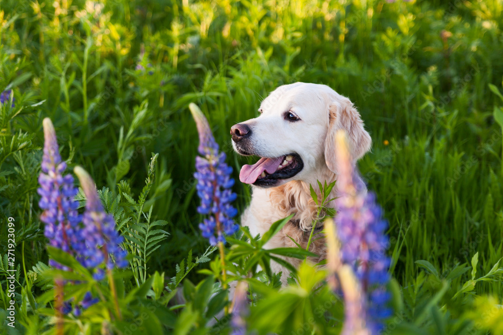 Happy smiling golden retriever puppy dog in the purple lupine flowers meadow in sunny summer morning. Pets care and happiness concept. Copy space background. Happy smiling golden retriever puppy dog in the purple lupine flowers meadow in sunny summer morning. Pets care and happiness concept. Copy space background.