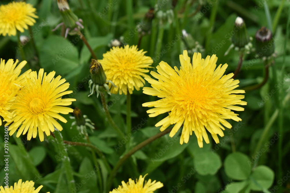 dandelions dandelions