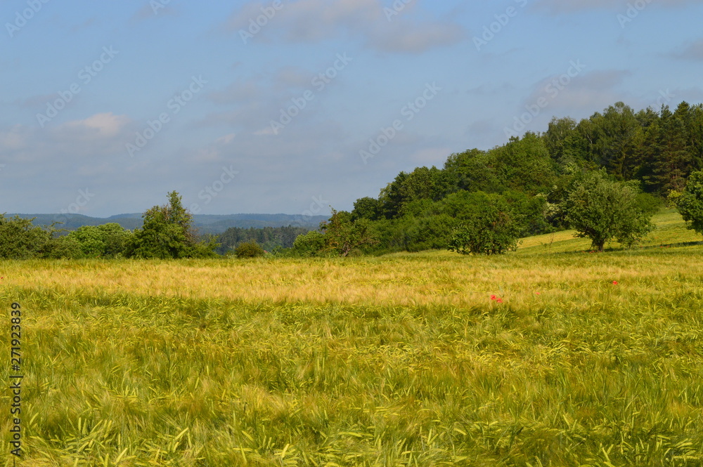 Fototapeta premium Anfang Sommer. Mohnblumen auf den Kornfeldern