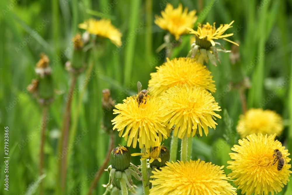 bee on dandelion bee on dandelion