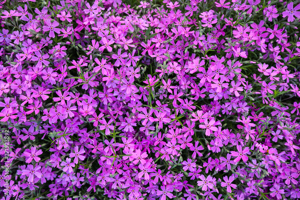 Background of purple flowers Phlox in spring Background of purple flowers Phlox in spring
