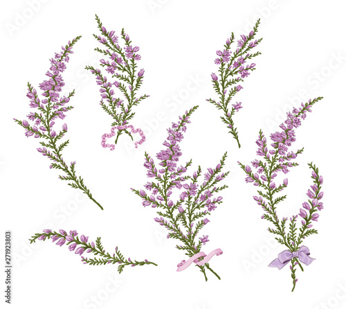 Foto branch of Heather elegant festive for women Valentine's Day mother's day mom vec
