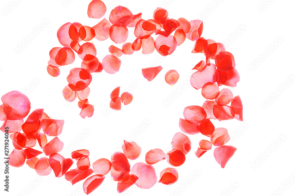 Red pink pose petals on white background, isolated. Flat lay, top view, copy space.