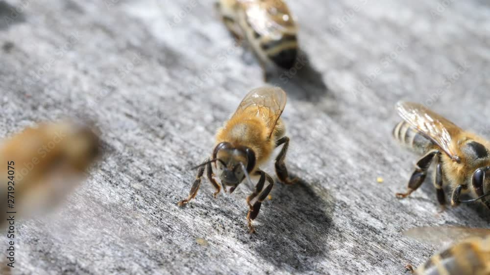 Insects are at entrance to hive.Swarm of bees circle around hive.Apiary,beekeeping,collective work concept bee agriculture.Macro.