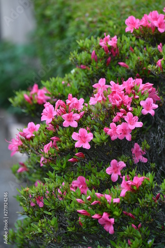 さつきの花