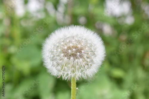 white dandelion