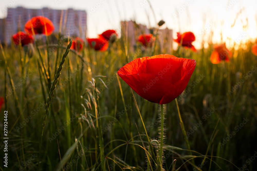 Obraz premium poppies