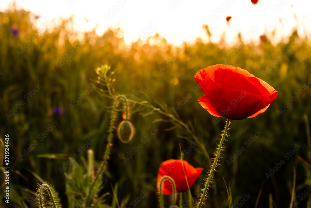 Naklejka premium poppies