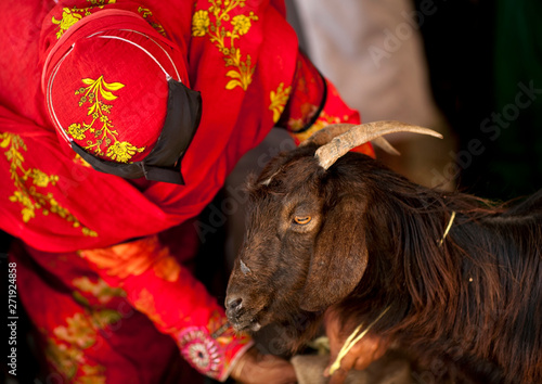 Bedouin Woman In Red Niqab Choosing A Goat, Sinaw, Oman photo