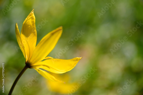 Yellow flower on sunshine