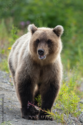 Terrible wild Kamchatka brown bear (Ursus arctos piscator) walking in summer forest, and looking around in search of food. Eurasia, Russian Far East, Kamchatka Peninsula.