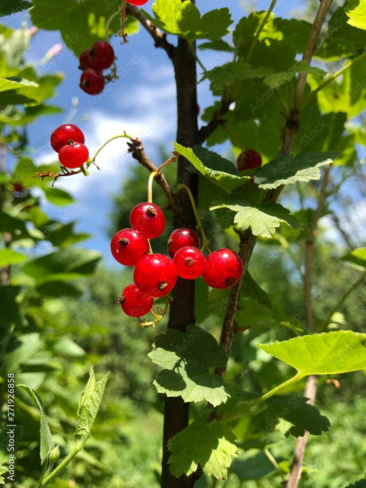 Red currant on a bush against the sky. Bright summer photo.