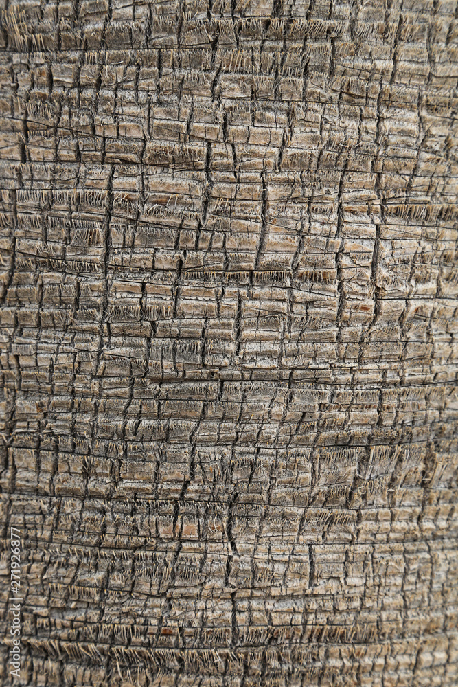 Fototapeta premium Background texture and pattern of palm tree bark. Close-up view of palm trunk.
